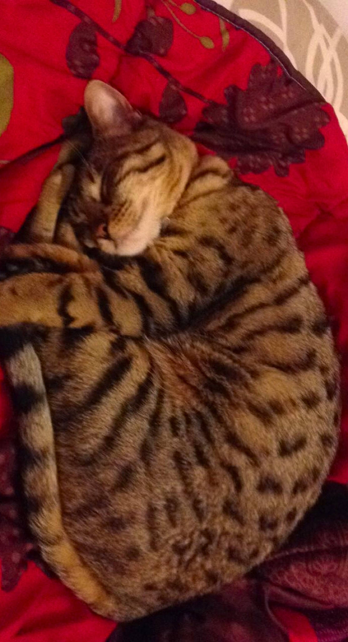 Jupiter participe au concours pour gagner de l'argent avec cette photo : big_cats, brown, carnivore, cat, cat_bed, comfort, domestic_short_haired_cat, fawn, felidae, fur, linens, nap, paw, small_to_medium_sized_cats, snout, tail, terrestrial_animal, whiskers, wildlife, wood