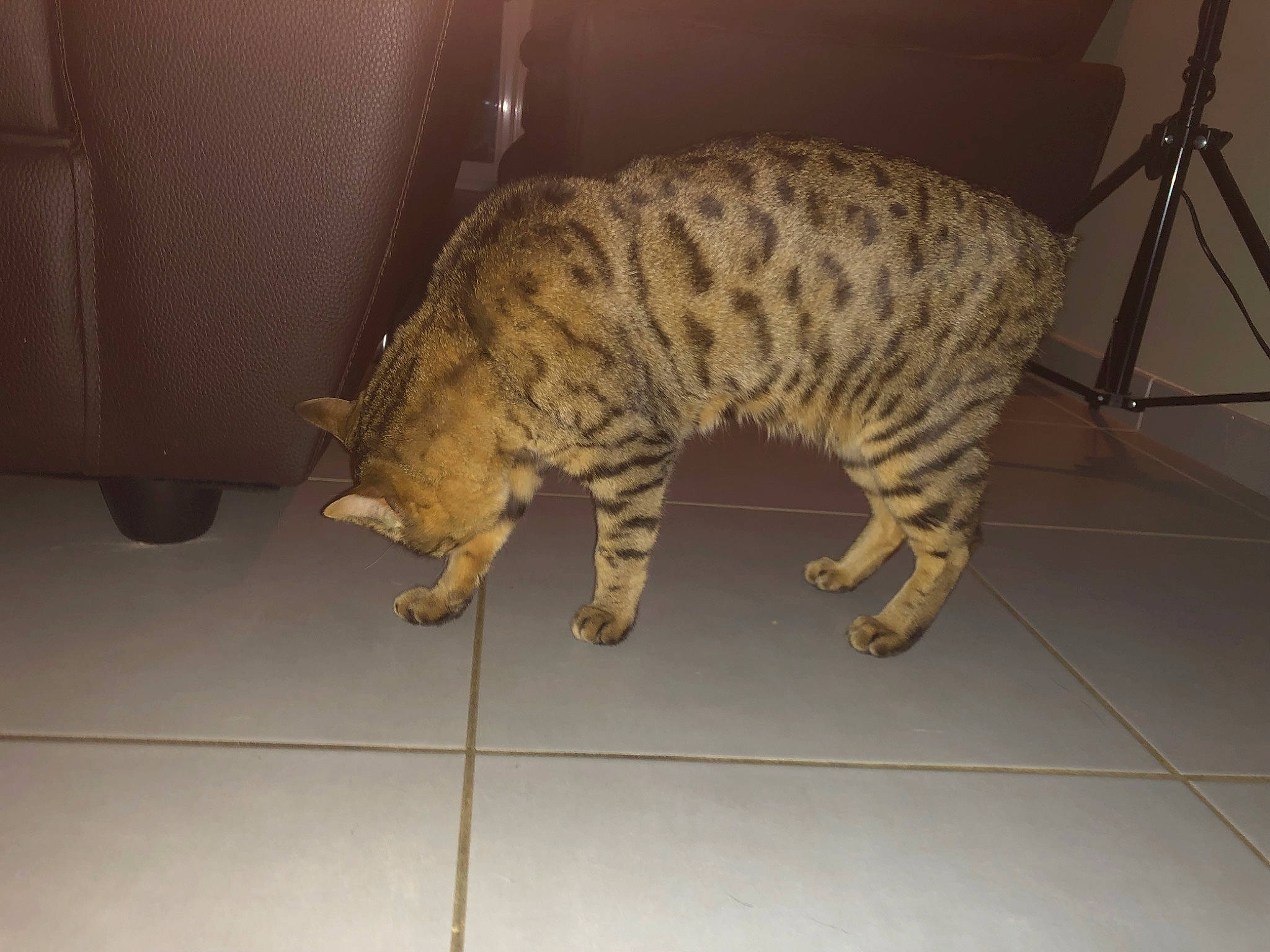 Jupiter participe au concours pour gagner de l'argent avec cette photo : carnivore, cat, claw, domestic_short_haired_cat, felidae, floor, flooring, fur, hardwood, lynx, paw, small_to_medium_sized_cats, snout, tail, terrestrial_animal, tile_flooring, tripod, whiskers, wildlife, wood