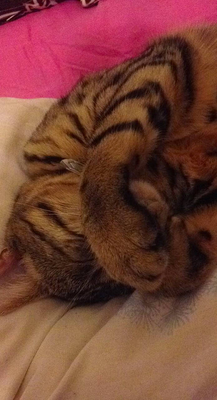 Jupiter a rejoint le concours — aidez-le/la à gagner de superbes lots ! bengal_tiger, big_cats, carnivore, cat, close_up, comfort, fawn, felidae, fur, head, mammal, pattern, siberian_tiger, small_to_medium_sized_cats, snout, terrestrial_animal, textile, vertebrate, whiskers, wrinkle