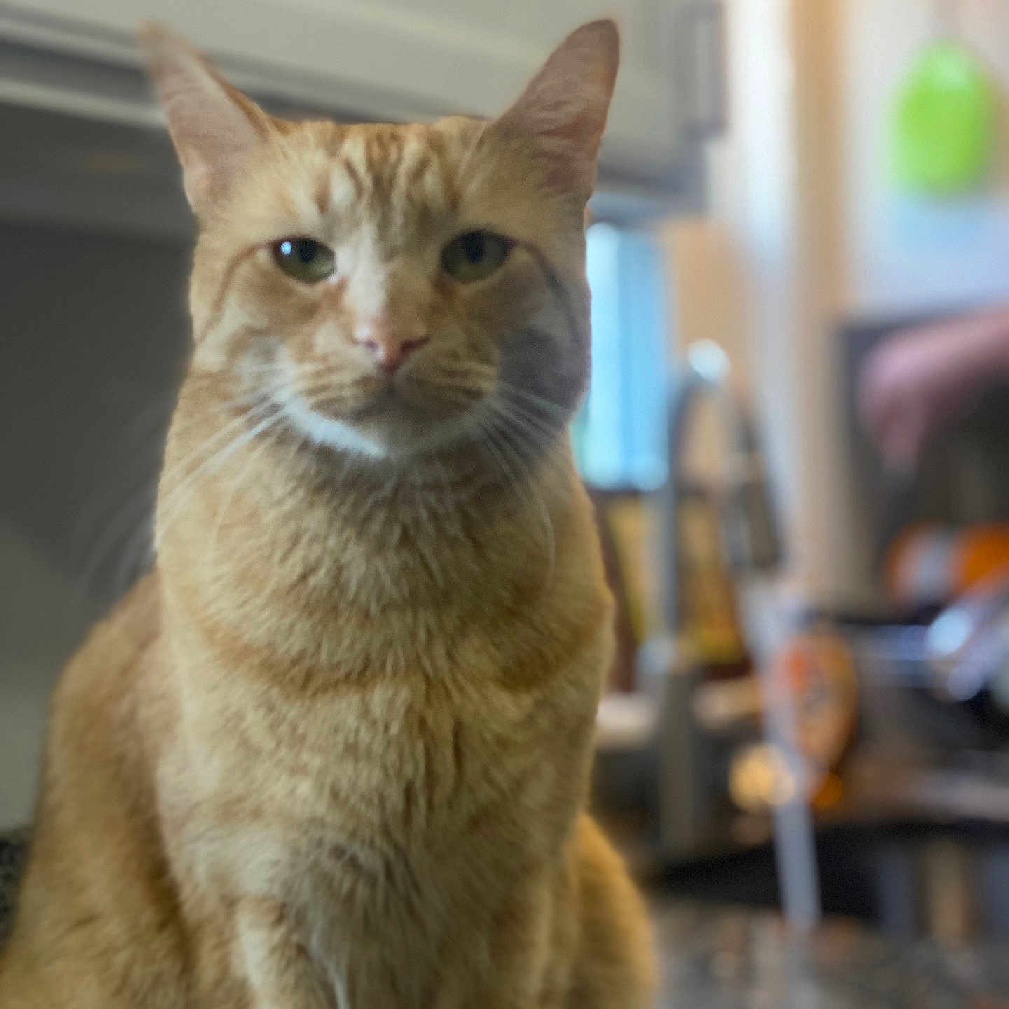 Cheeto