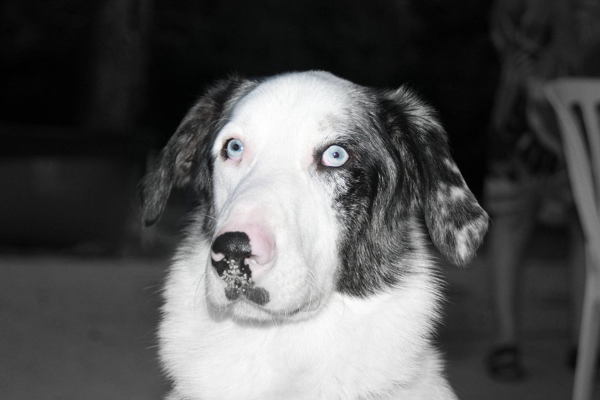 Happy a rejoint le concours — aidez-le/la à gagner de superbes lots ! canidae, carnivore, companion_dog, darkness, dog, dog_breed, flash_photography, fur, guard_dog, gun_dog, herding_dog, monochrome, monochrome_photography, snout, spaniel, sporting_group, terrestrial_animal, whiskers, working_animal, working_dog