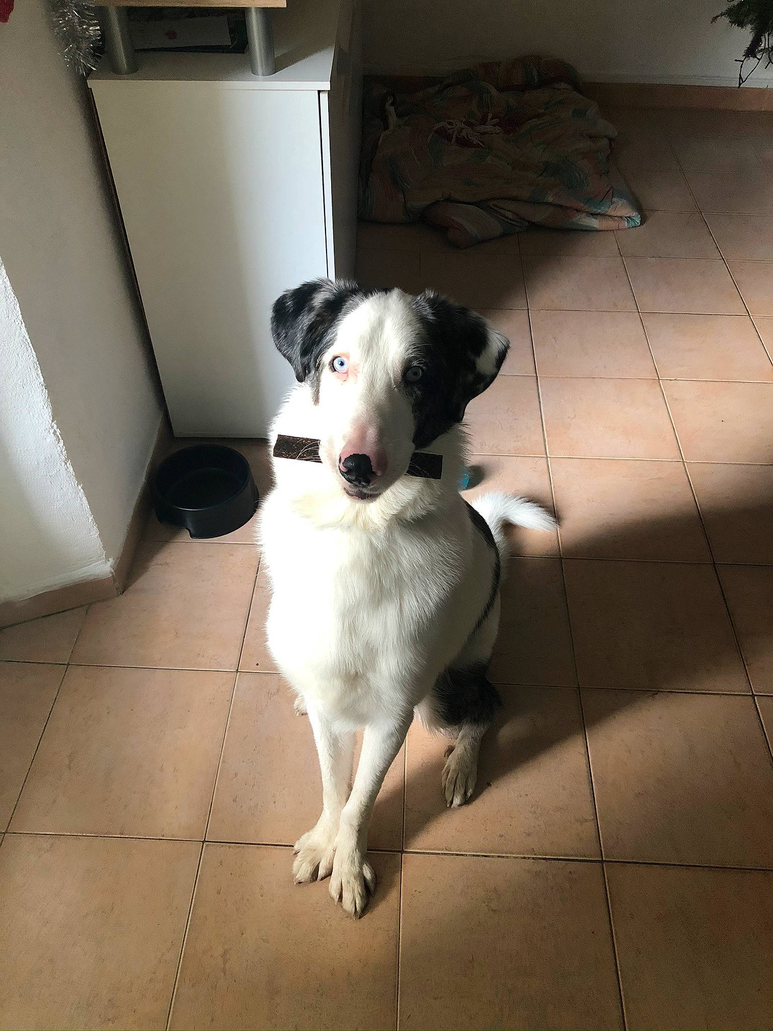 Happy a rejoint le concours — aidez-le/la à gagner de superbes lots ! carnivore, companion_dog, dog, dog_breed, floor, flooring, flowerpot, hardwood, houseplant, monochrome_photography, pet_supply, plant, shadow, street_dog, tail, tile_flooring, tints_and_shades, whiskers, working_animal, working_dog