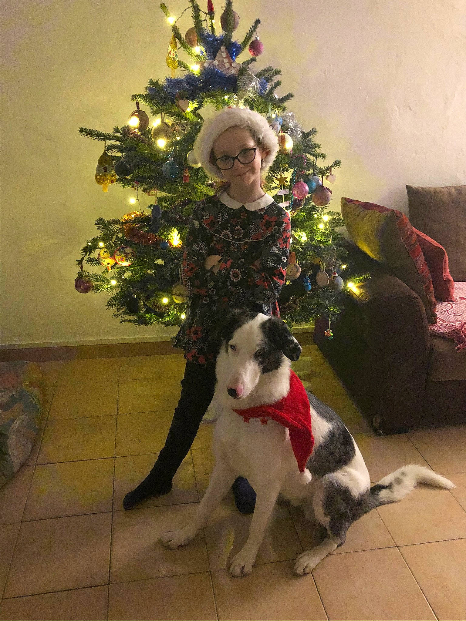 Happy a rejoint le concours — aidez-le/la à gagner de superbes lots ! carnivore, christmas, christmas_decoration, christmas_ornament, christmas_tree, collar, companion_dog, dog, dog_breed, dog_collar, event, evergreen, fawn, holiday, holiday_ornament, lap, ornament, plant, smile, tree