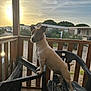 Dobby participe au concours pour gagner de l'argent avec cette photo : dog, jack_russell_terrier, chair, plastic_chair, porch, wooden_railing, sunset, outdoor, pet, animal, backlit, nature, residential_area, greenery, sky, clouds, daylight, standing, curious, fence