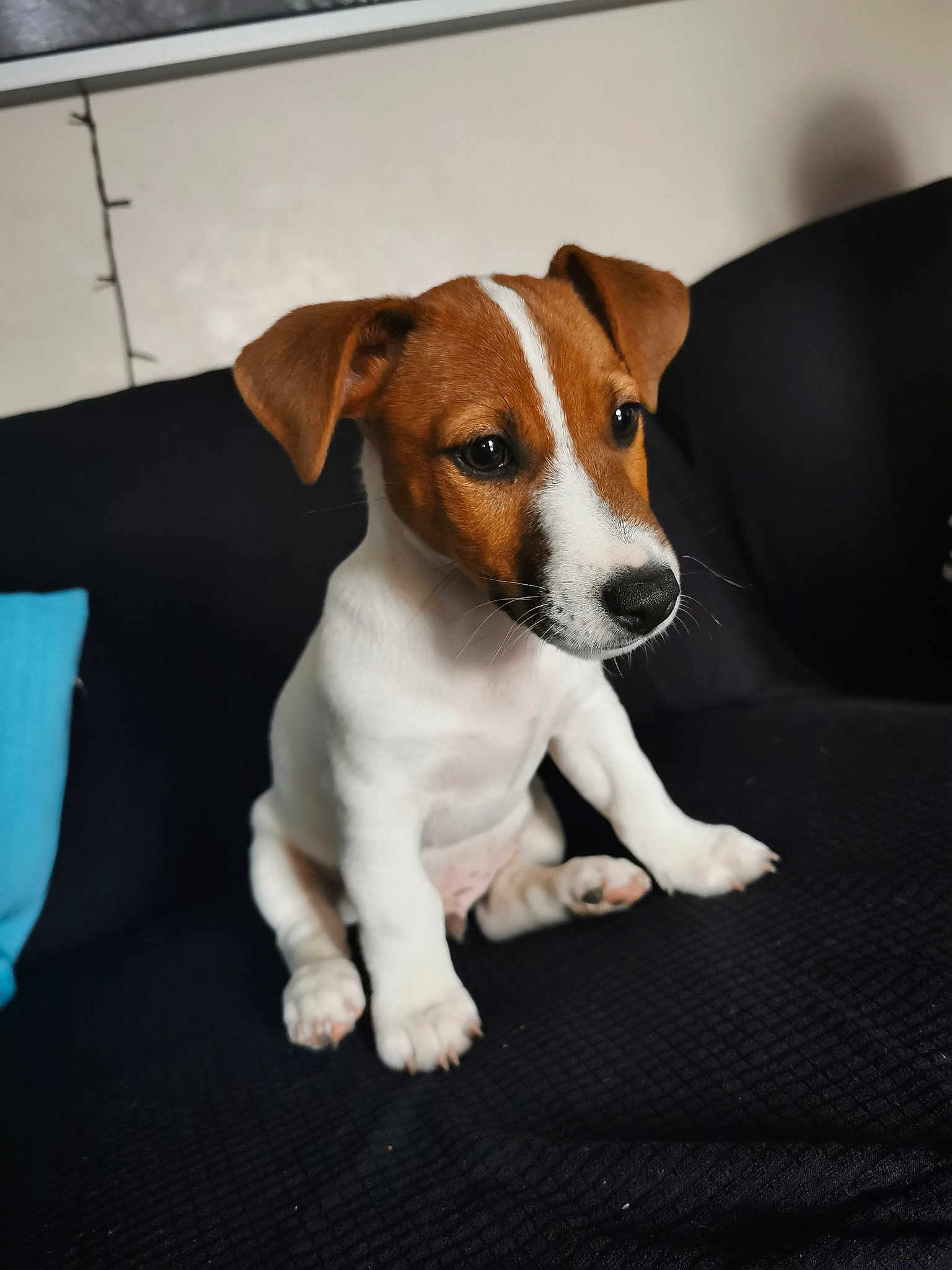 Dobby