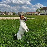 Dobby participe au concours pour gagner de l'argent avec cette photo : dog, jack_russell_terrier, grass, greenery, outdoor, field, sky, clouds, suburban, houses, pet, animal, standing, playful, sunny, nature, summer, tongue_out, daytime, canine