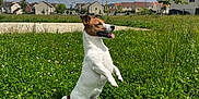 Dobby a rejoint le concours — aidez-le/la à gagner de superbes lots ! animal, architecture, backyard, ball, building, canine, dog, grass, herbal, herbs, nature, outdoors, pet, plant, puppy, shelter, sky, sport, tennis, tennisball