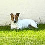 Dobby a rejoint le concours — aidez-le/la à gagner de superbes lots ! dog, animal, pet, grass, outdoor, sunlight, laying_down, brown, white, calm, serene, wall, nature, mammal, domestic_animal, quiet, relaxed, daylight, fur, ears