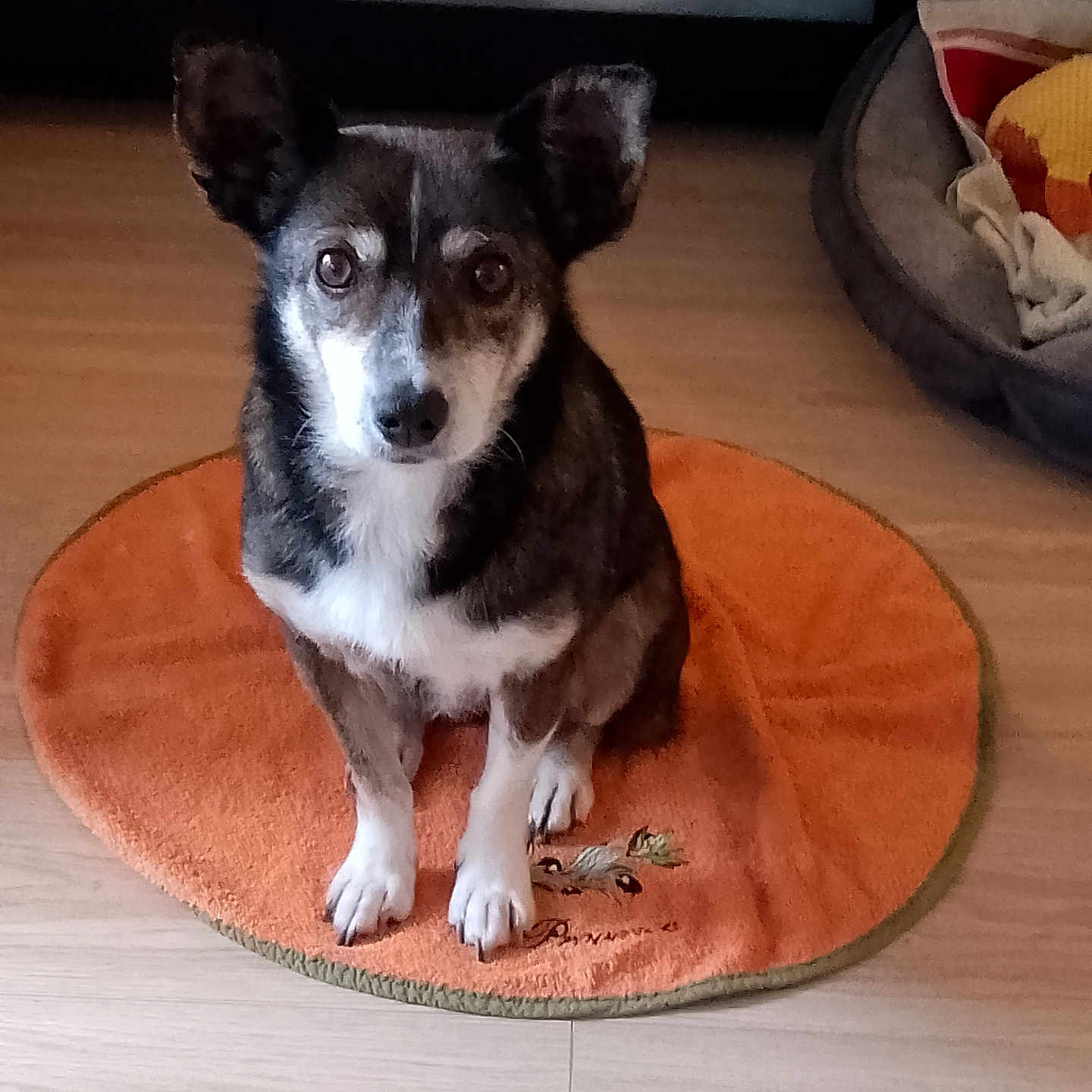 Nina a rejoint le concours — aidez-le/la à gagner de superbes lots ! accessories, animal, architecture, building, canine, couch, dog, furniture, hardwood, homedecor, hound, husky, indoors, livingroom, pet, puppy, room, rug, strap, wood