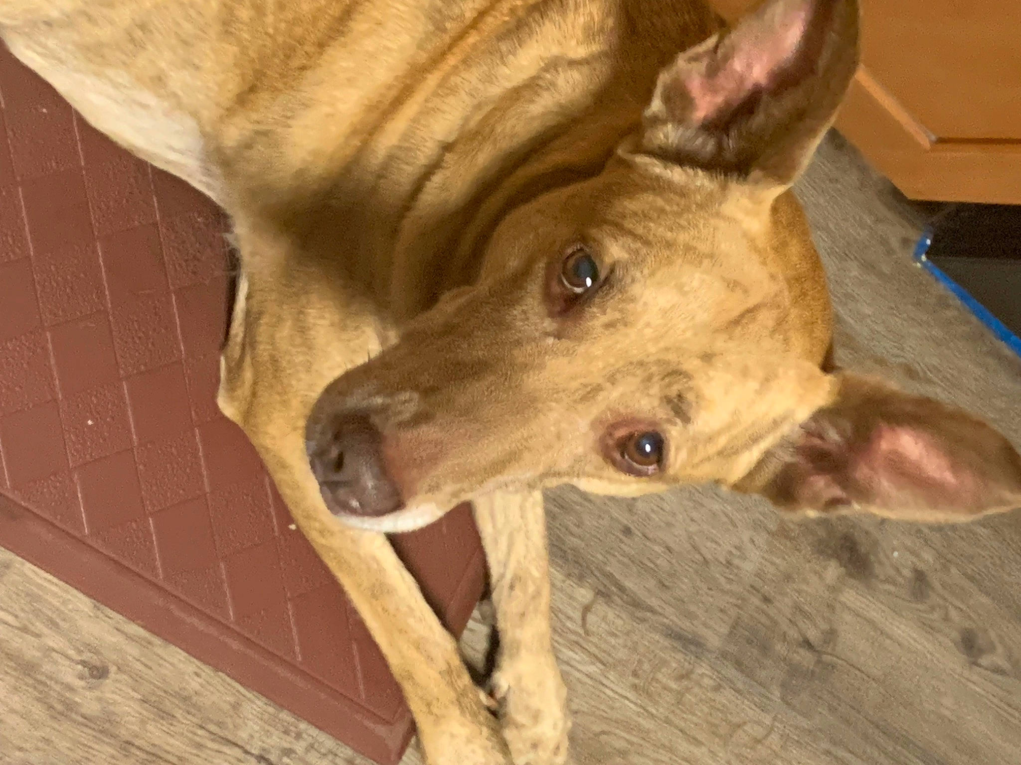 Penny joined the competition — help win amazing prizes! box, canidae, carnivore, companion_dog, dog, dog_breed, ear, fawn, fur, hardwood, jaw, non_sporting_group, snout, sporting_group, street_dog, terrestrial_animal, whiskers, wood, working_animal