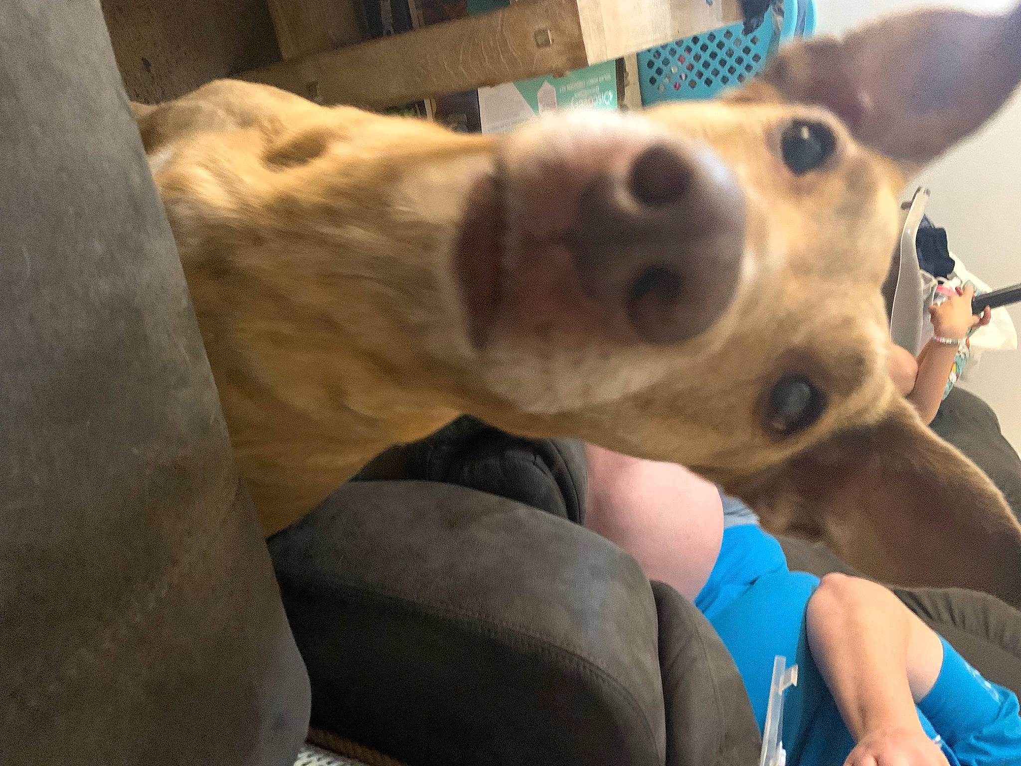 Penny joined the competition — help win amazing prizes! ancient_dog_breeds, canidae, carnivore, collar, companion_dog, dog, dog_breed, ear, fawn, fur, jaw, kiss, non_sporting_group, selfie, snout, sporting_group, street_dog, whiskers, working_animal