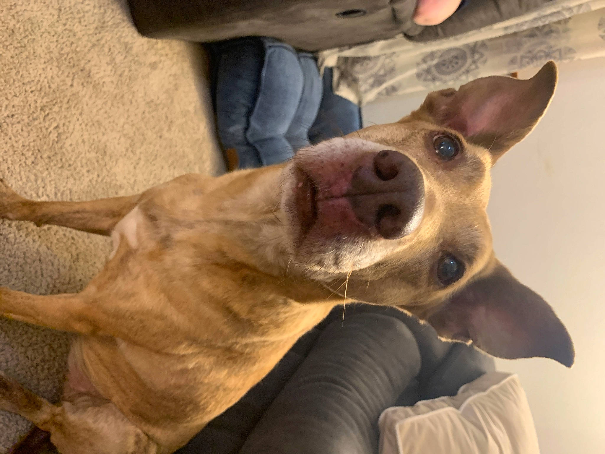 Penny joined the competition — help win amazing prizes! canidae, carnivore, collar, comfort, companion_dog, dog, dog_breed, ear, fawn, foot, fur, guard_dog, jeans, leg, paw, selfie, smile, whiskers, working_animal, wrinkle