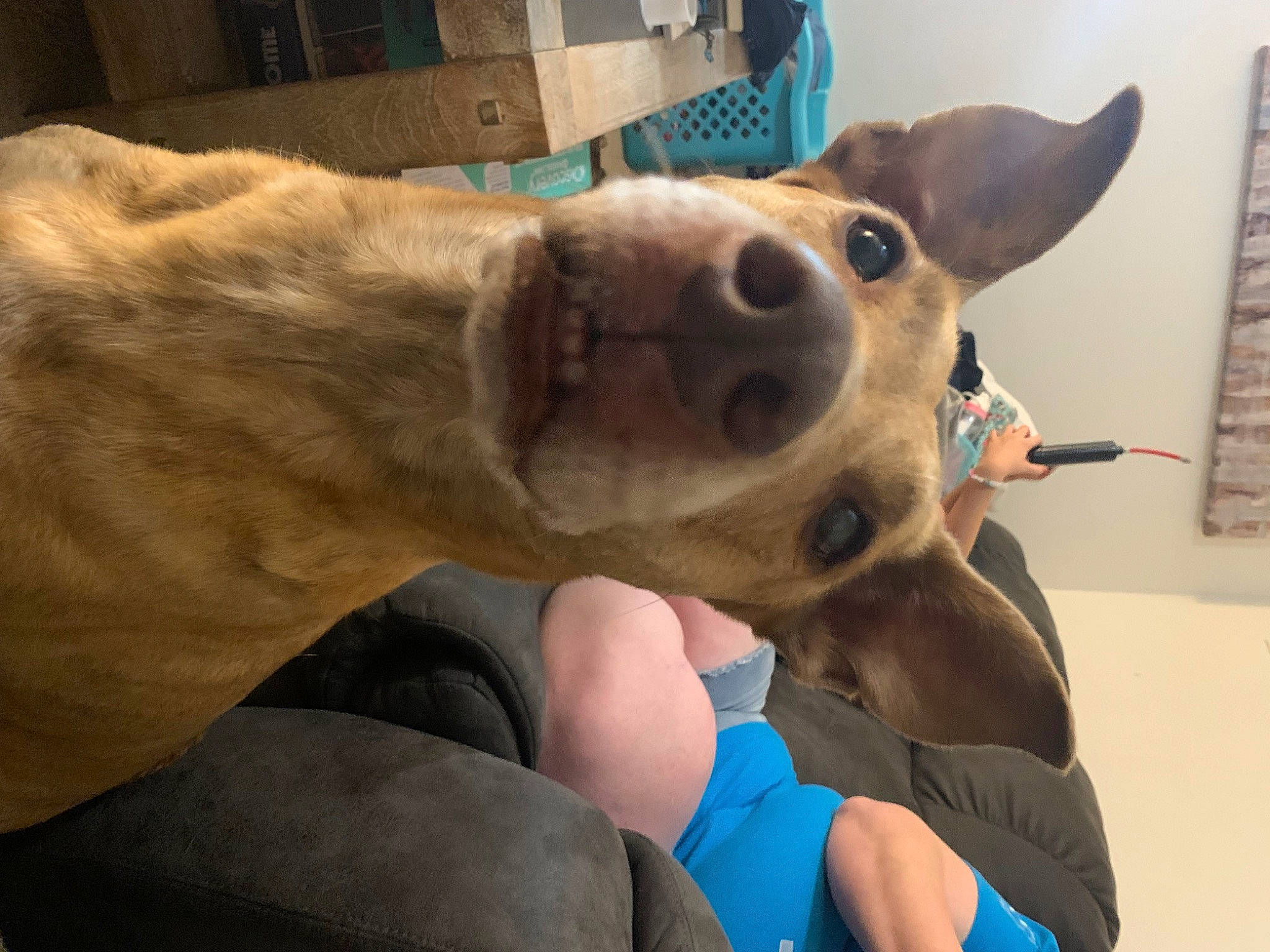Penny joined the competition — help win amazing prizes! ancient_dog_breeds, canidae, carnivore, collar, companion_dog, dog, dog_breed, ear, fawn, fur, gesture, guard_dog, kiss, non_sporting_group, selfie, snout, spitz, sporting_group, whiskers, working_animal
