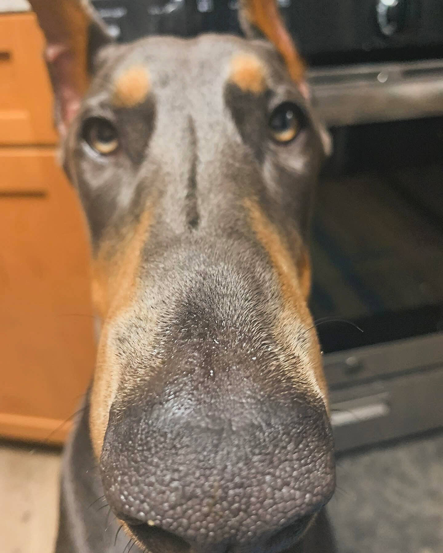 Skye joined the competition — help win amazing prizes! canidae, carnivore, collar, companion_dog, dog, dog_breed, dog_collar, fawn, fur, guard_dog, hunting_dog, liver, pet_supply, rampur_greyhound, snout, sporting_group, terrestrial_animal, whiskers, working_animal, working_dog