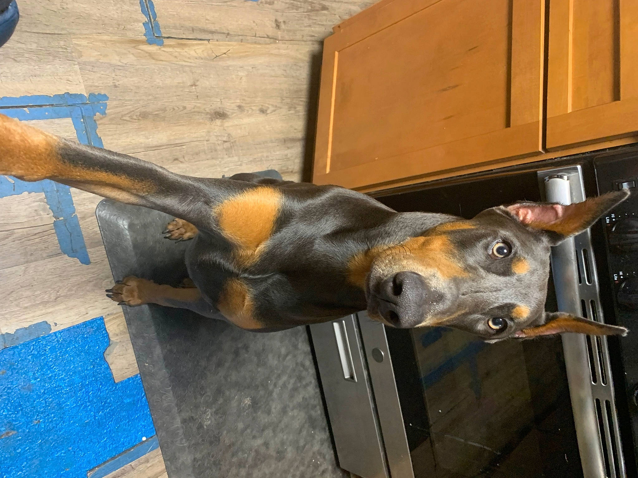 Skye is registered to the contest to win money with this photo: cabinetry, cupboard, dog_breed, drawer, flooring, fur, mammal, metal, natural_material, snout, tail, terrestrial_animal, wood, working_animal
