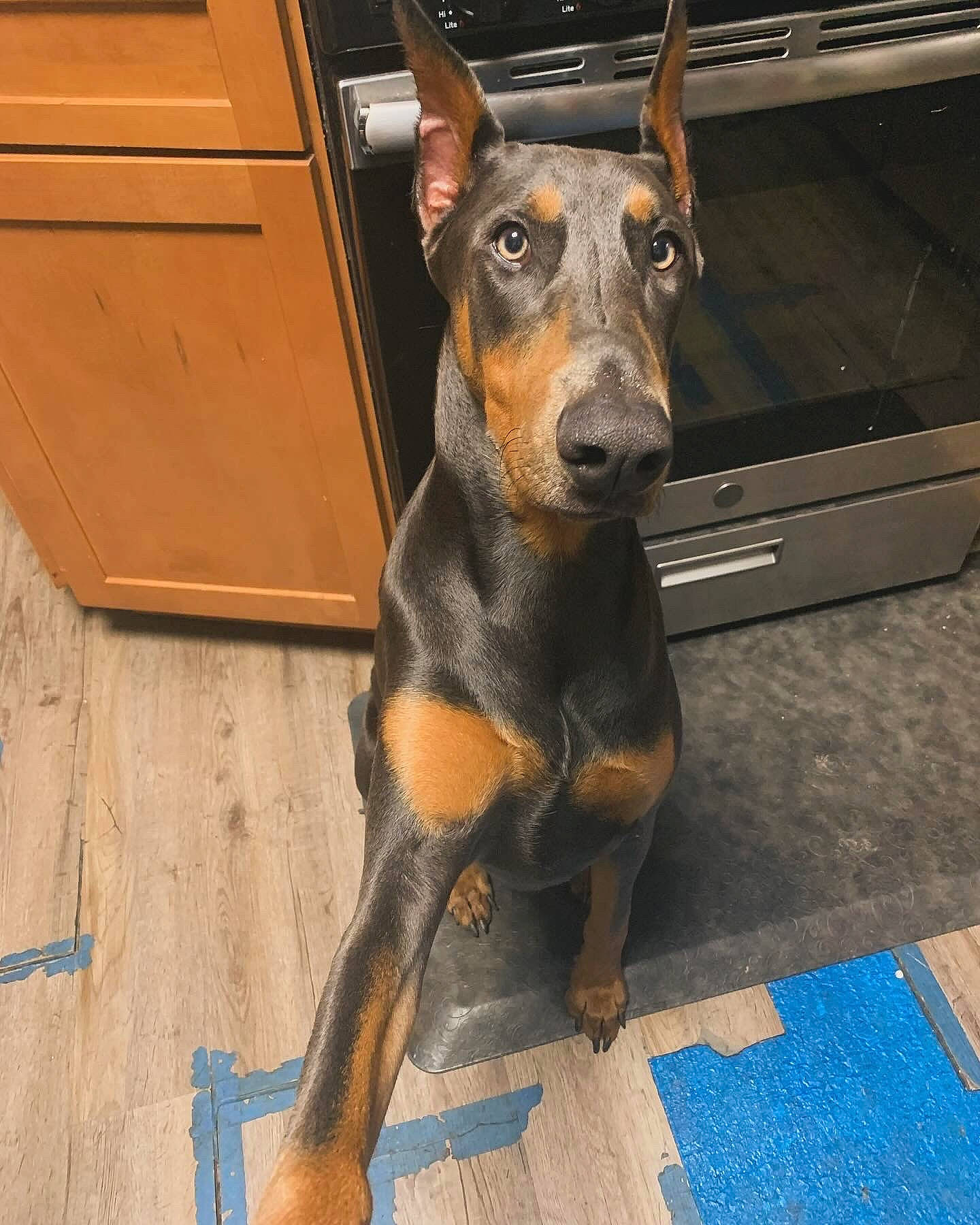 Skye joined the competition — help win amazing prizes! cabinetry, canidae, carnivore, collar, companion_dog, dobermann, dog, dog_breed, ear, fawn, flooring, guard_dog, liver, pinscher, snout, sporting_group, toy_dog, whiskers, working_animal, working_dog