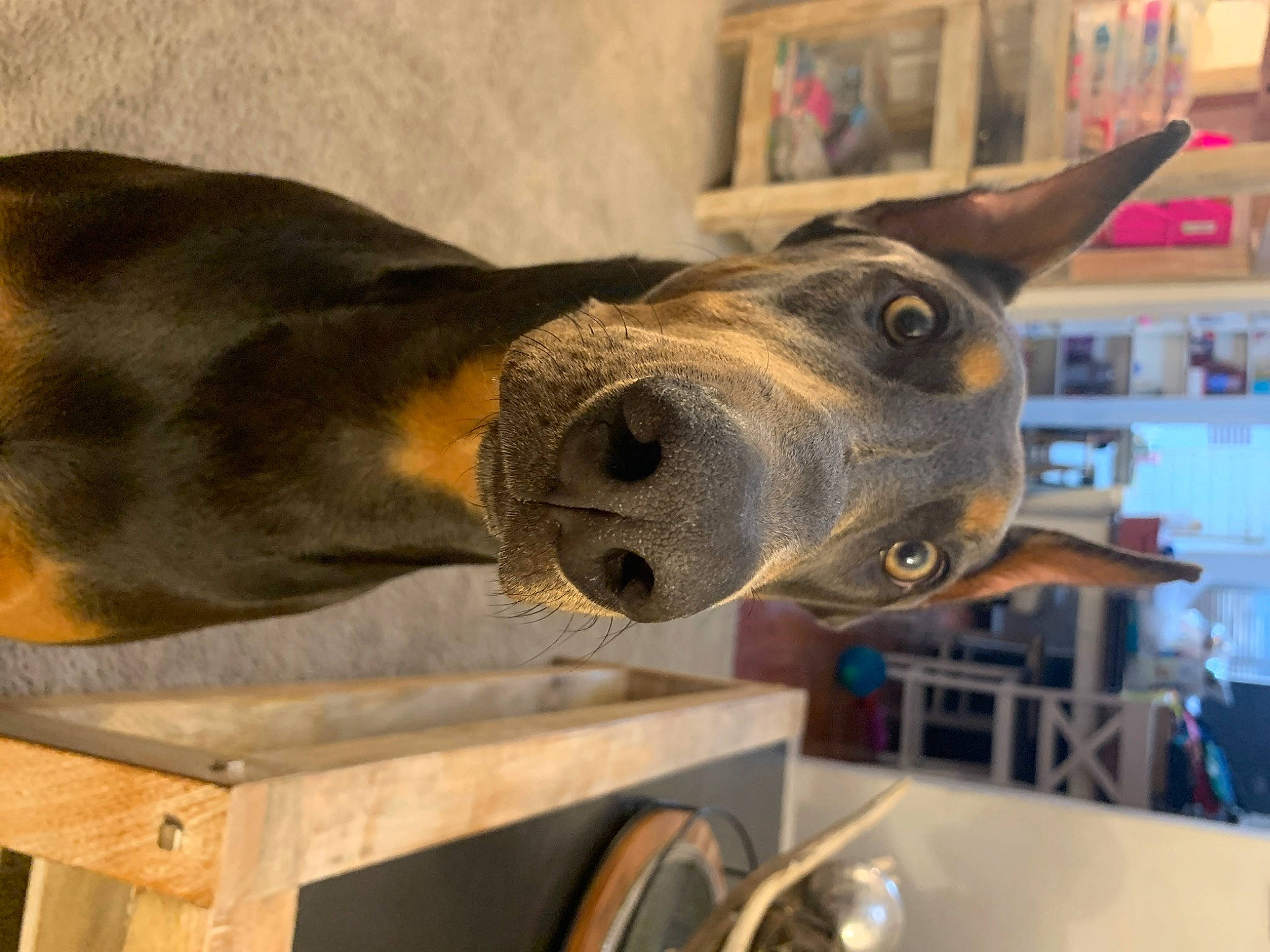 Skye joined the competition — help win amazing prizes! art, bronze_sculpture, canidae, carnivore, collar, dog, dog_breed, fashion_accessory, fawn, hat, helmet, liver, metal, sculpture, snout, sporting_group, table, whiskers, wood, working_animal