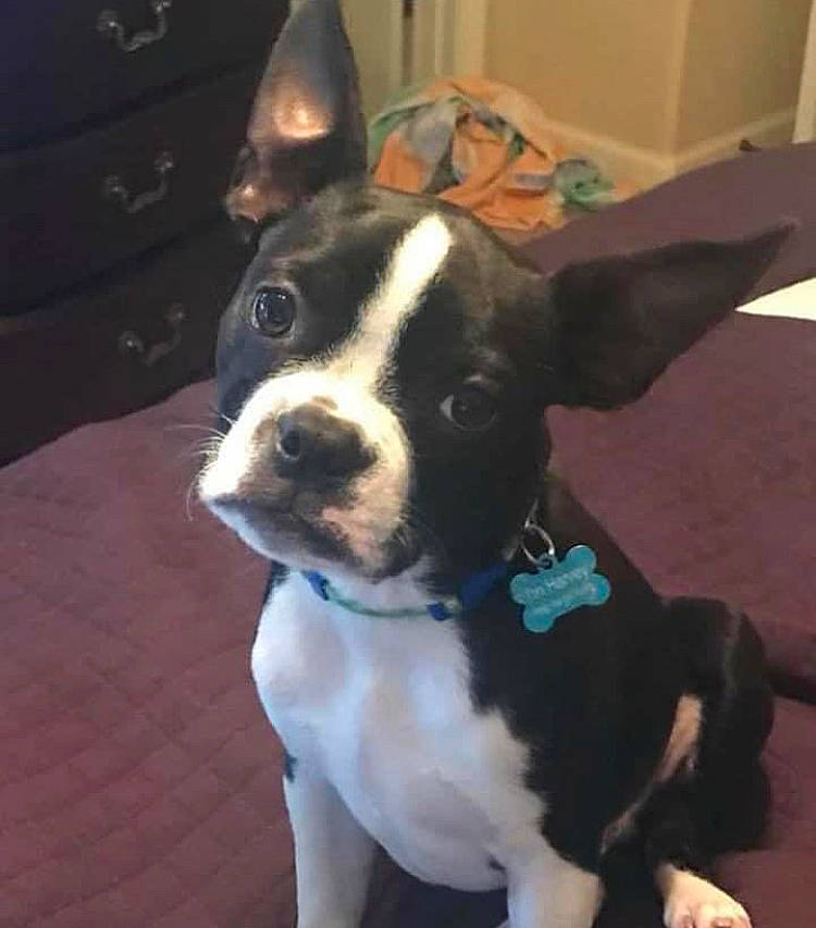 Harvey joined the competition — help win amazing prizes! boston_terrier, canidae, carnivore, collar, companion_dog, couch, dog, dog_breed, dog_collar, ear, eye, fawn, fur, human_body, snout, sporting_group, tail, whiskers, window, working_animal