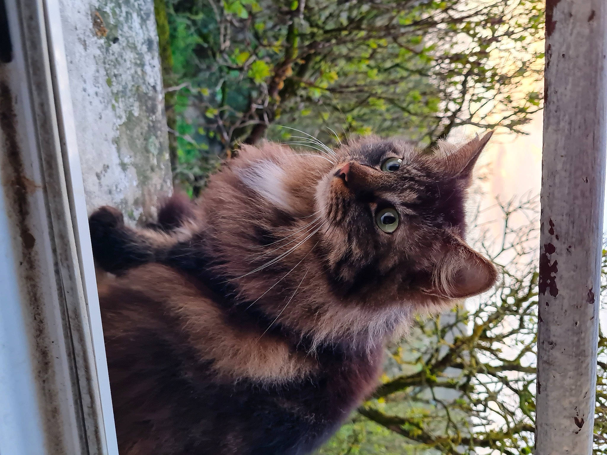 Tilibebe participe au concours pour gagner de l'argent avec cette photo : canidae, carnivore, cat, domestic_short_haired_cat, fawn, felidae, fur, plant, small_to_medium_sized_cats, snout, tail, terrestrial_animal, tree, trunk, twig, whiskers, wildlife, window, wood, zoo