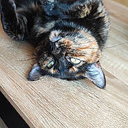 Prunelle participe au concours pour gagner de l'argent avec cette photo : animal, cat, close_up, cute, domestic_cat, ears, face, feline, fur, green_eyes, indoor, lying_down, pet, portrait, relaxed, resting, table, tortoiseshell, whiskers, wood