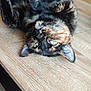 animal, cat, close_up, cute, domestic_cat, ears, face, feline, fur, green_eyes, indoor, lying_down, pet, portrait, relaxed, resting, table, tortoiseshell, whiskers, wood