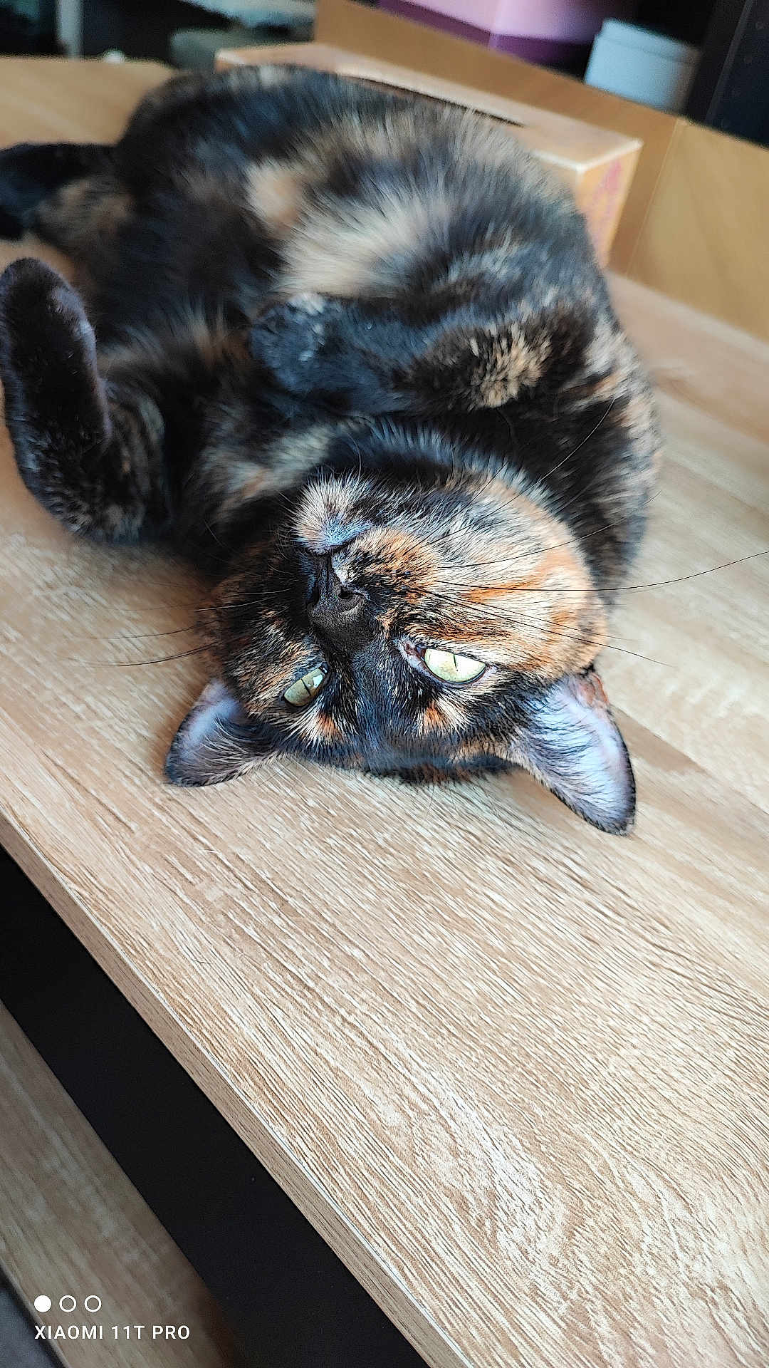 Prunelle participe au concours pour gagner de l'argent avec cette photo : animal, cat, close_up, cute, domestic_cat, ears, face, feline, fur, green_eyes, indoor, lying_down, pet, portrait, relaxed, resting, table, tortoiseshell, whiskers, wood