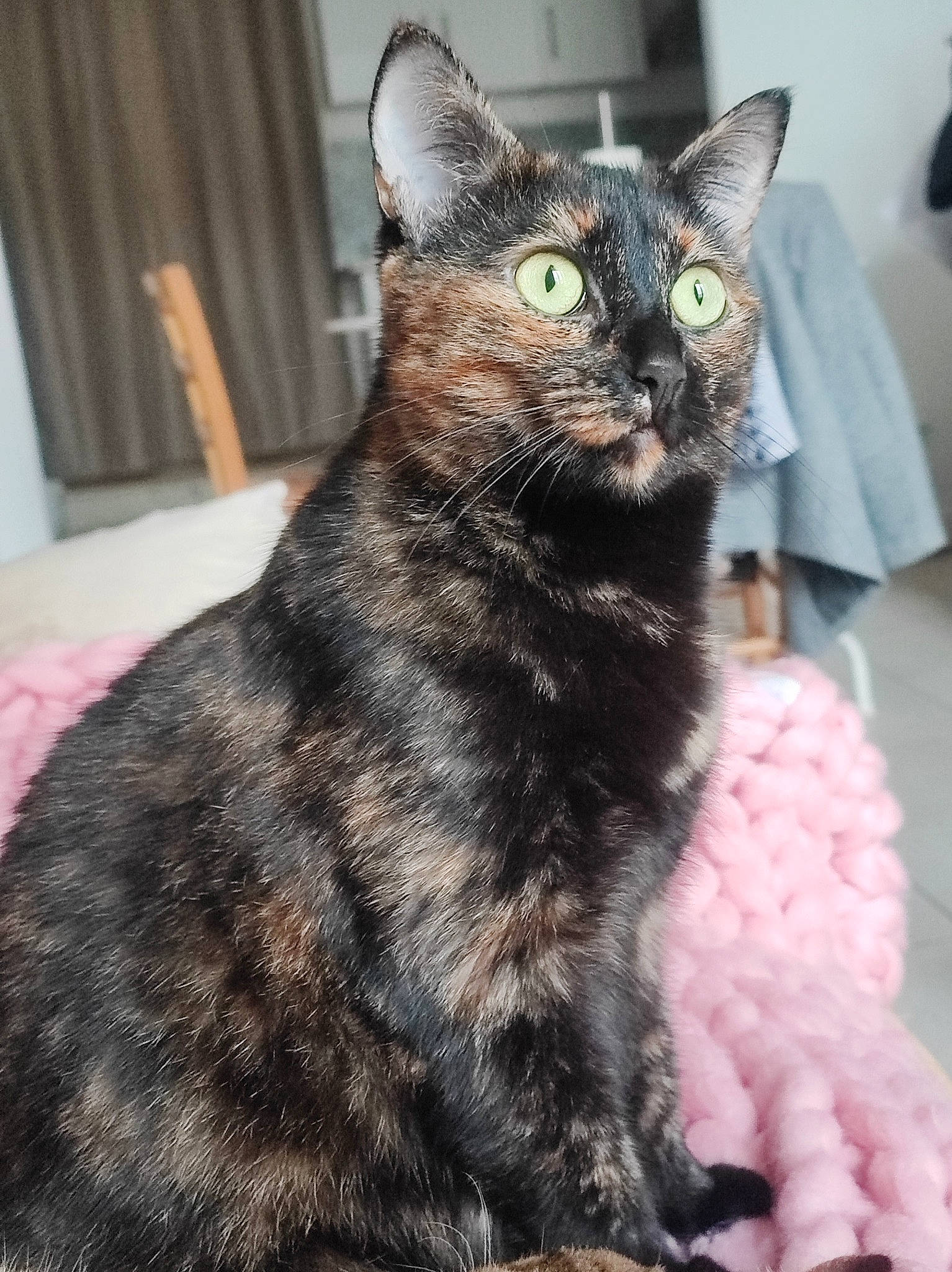 Prunelle a rejoint le concours — aidez-le/la à gagner de superbes lots ! black_cat, bombay, carnivore, cat, claw, curtain, domestic_short_haired_cat, felidae, fur, paw, sitting, small_to_medium_sized_cats, snout, tail, terrestrial_animal, whiskers