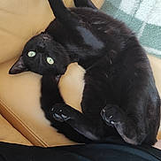 Yokai participe au concours pour gagner de l'argent avec cette photo : animal, beige, black_cat, cat, couch, cozy, cute, domestic_cat, fur, furniture, green_eyes, indoor, paw, pet, playful, relaxed, resting, soft_light, upside_down, whiskers