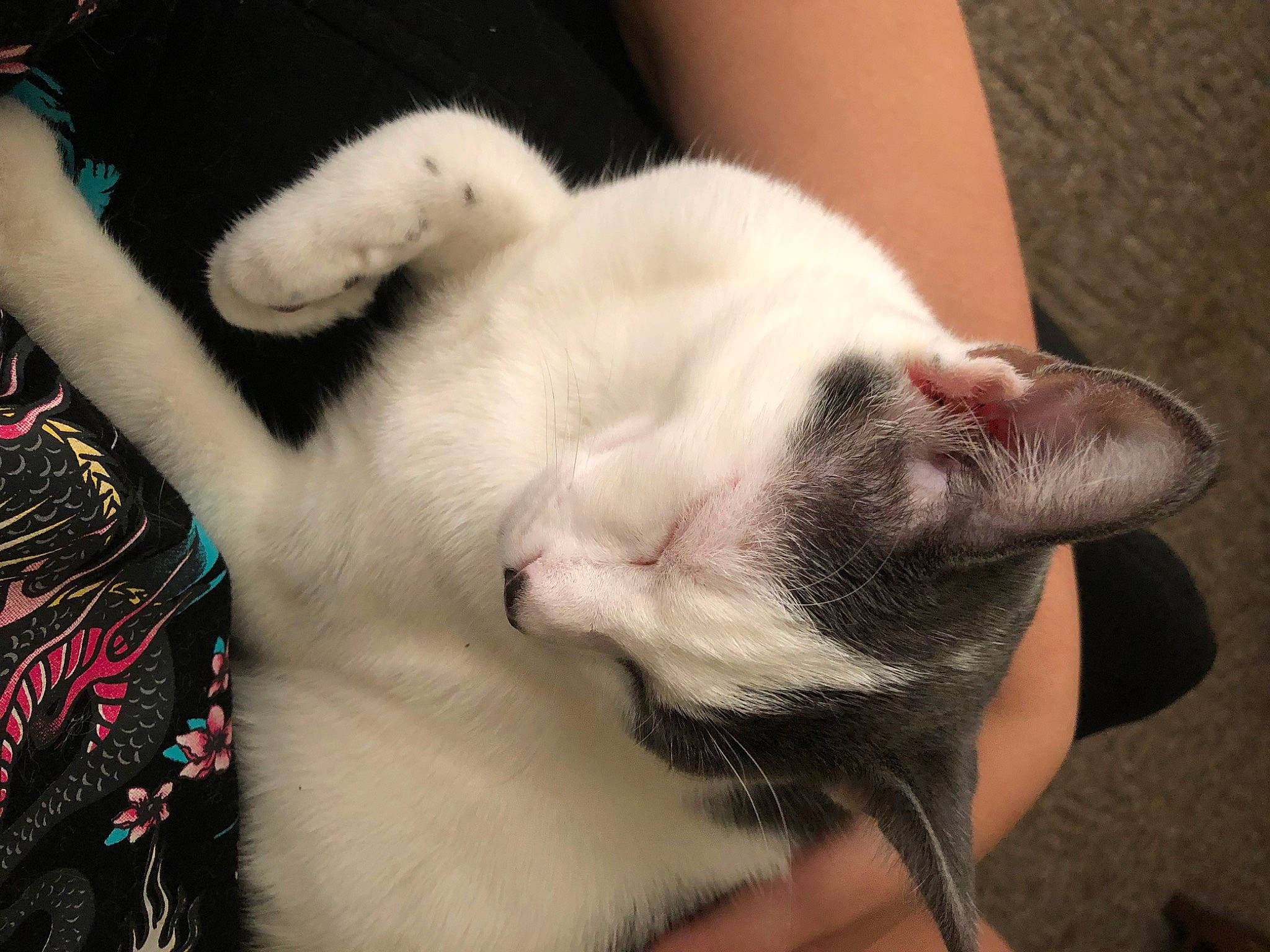 Cookie joined the competition — help win amazing prizes! canidae, carnivore, cat, claw, comfort, companion_dog, dog_breed, domestic_short_haired_cat, ear, eyelash, felidae, finger, fur, gesture, nail, paw, small_to_medium_sized_cats, tail, thai, whiskers