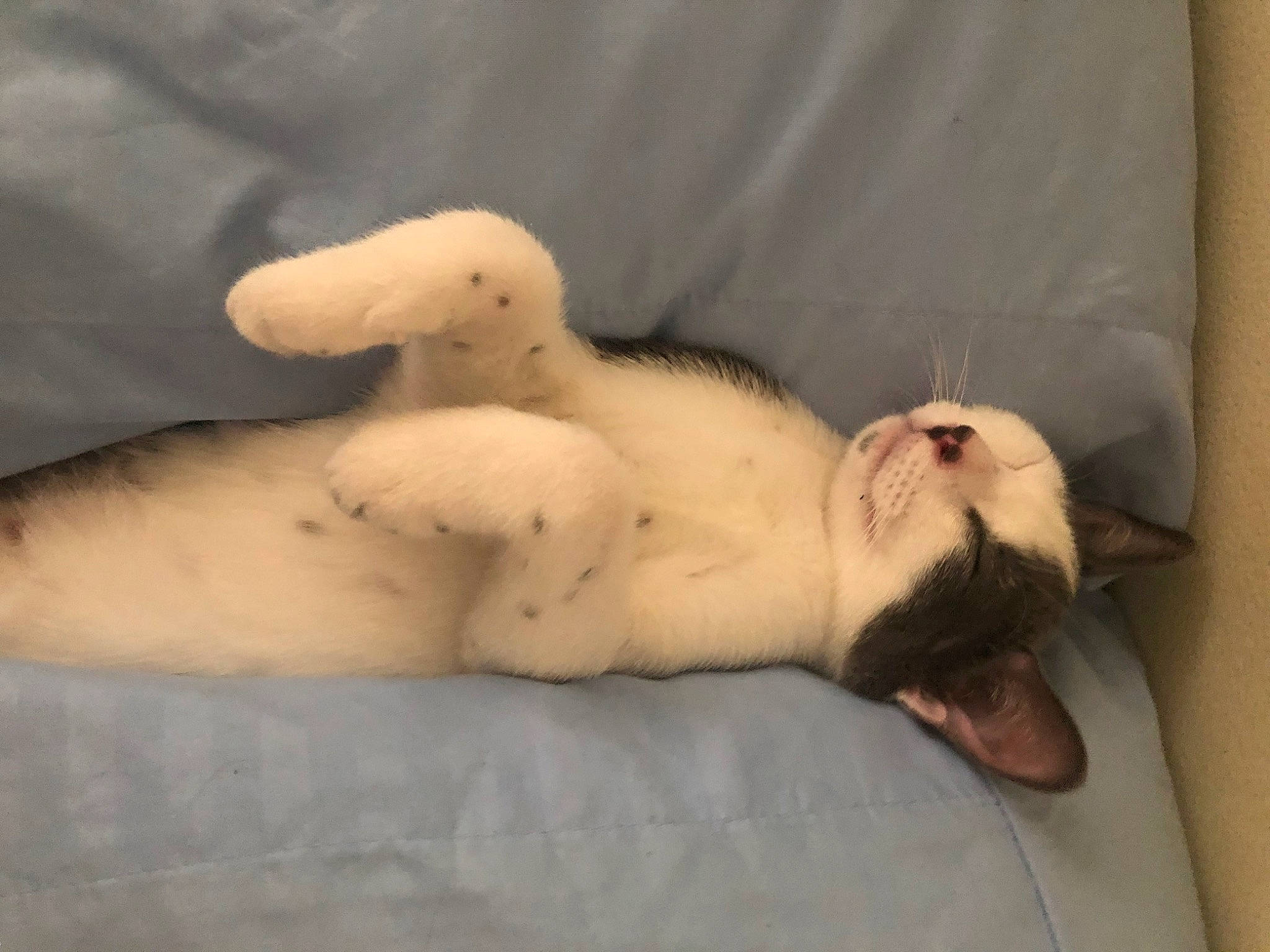 Cookie is registered to the contest to win money with this photo: abdomen, carnivore, chest, comfort, companion_dog, dog_breed, eye, fawn, felidae, foot, fur, linens, paw, small_to_medium_sized_cats, sporting_group, tail, terrestrial_animal, trunk, whiskers, wood