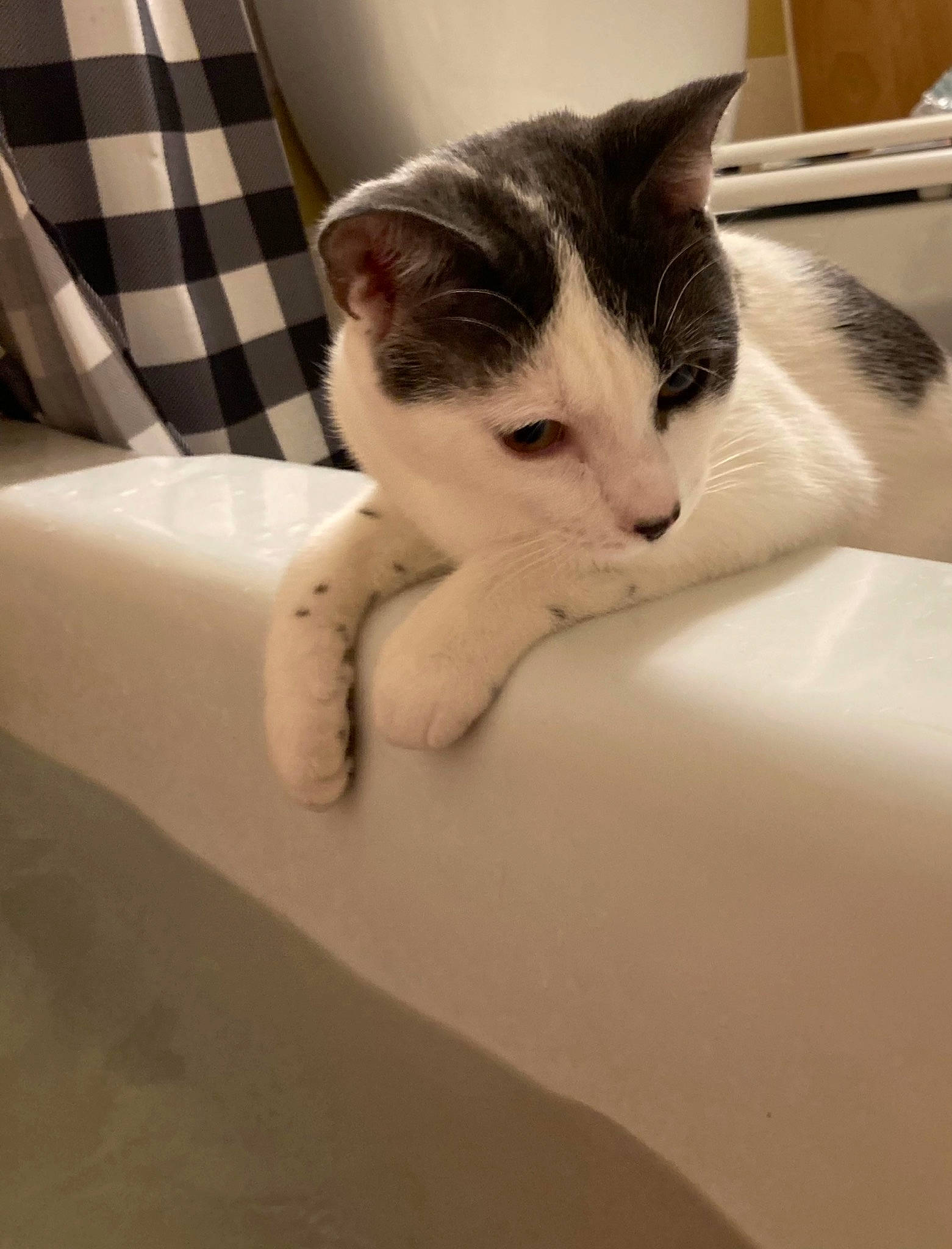 Cookie is registered to the contest to win money with this photo: box, carnivore, cat, comfort, domestic_short_haired_cat, felidae, flooring, fur, human_leg, linens, paw, plaid, small_to_medium_sized_cats, snout, tail, tartan, textile, whiskers, window, wood