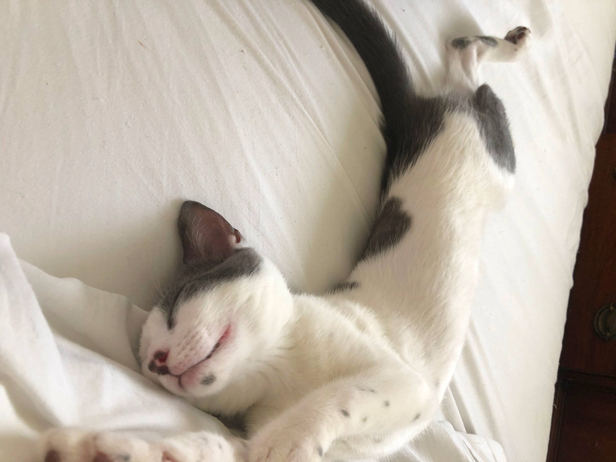 Cookie joined the competition — help win amazing prizes! bedding, carnivore, cat, cat_supply, comfort, domestic_short_haired_cat, fawn, felidae, fur, linens, nap, paw, pet_supply, small_to_medium_sized_cats, snout, tail, whiskers