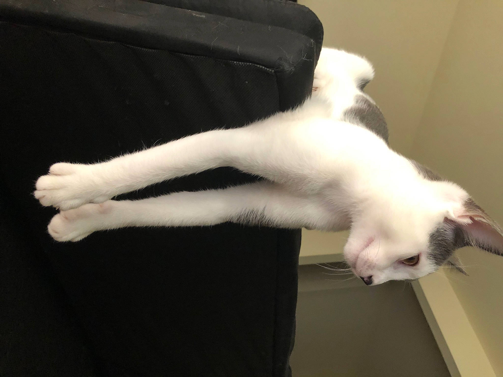 Cream is registered to the contest to win money with this photo: canidae, carnivore, cat, comfort, dog_breed, elbow, felidae, finger, foot, fur, gesture, human_leg, nail, paw, small_to_medium_sized_cats, snout, tail, thumb, whiskers, wrist