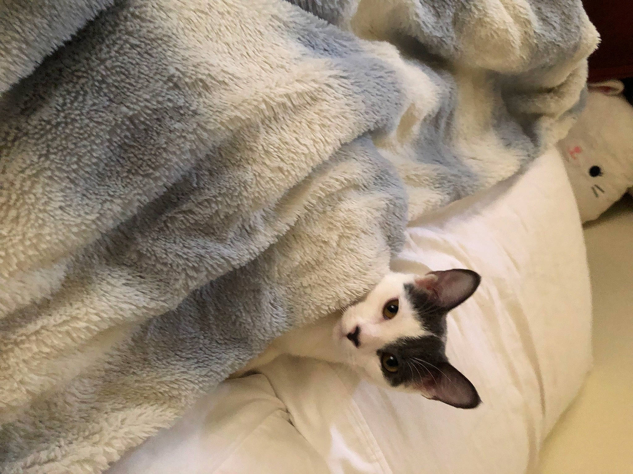 Cream joined the competition — help win amazing prizes! balinese, carnivore, cat, comfort, domestic_short_haired_cat, fawn, felidae, fur, grey, linens, musical_instrument, paw, sculpture, siamese, small_to_medium_sized_cats, snout, tail, terrestrial_animal, thai, whiskers