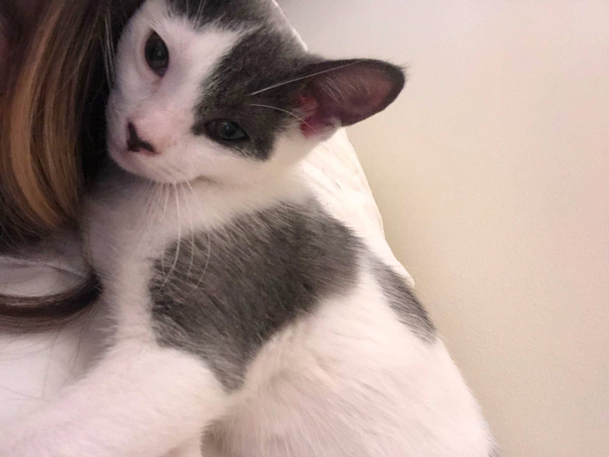 Cream is registered to the contest to win money with this photo: carnivore, cat, comfort, domestic_short_haired_cat, eyelash, felidae, foot, fur, monochrome_photography, paw, small_to_medium_sized_cats, snout, tail, whiskers