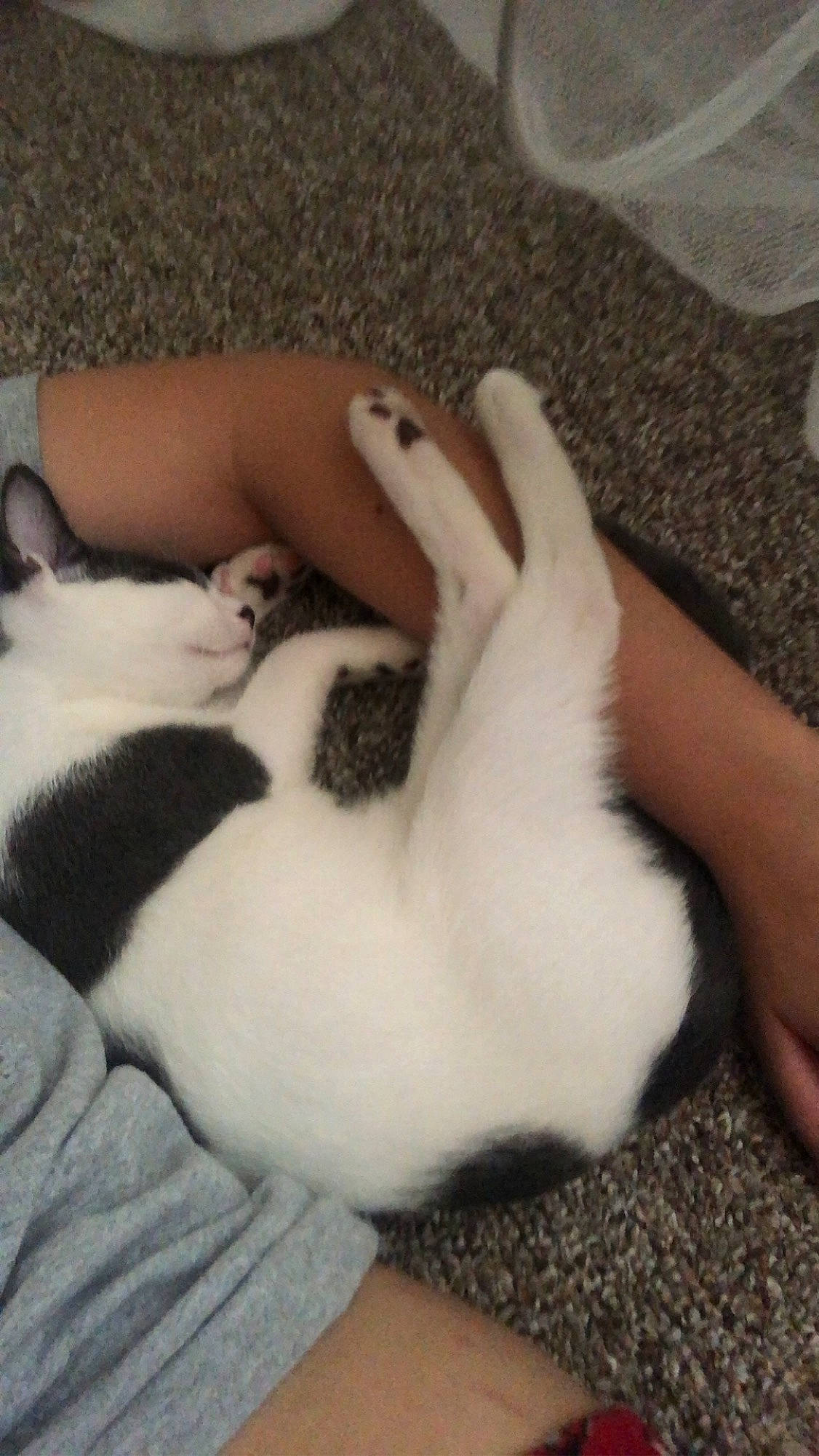 Cream is registered to the contest to win money with this photo: carnivore, cat, claw, comfort, companion_dog, dog_breed, domestic_short_haired_cat, fawn, felidae, foot, fur, gesture, human_leg, mammal, nail, paw, small_to_medium_sized_cats, tail, vertebrate, whiskers