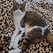 Praline a rejoint le concours — aidez-le/la à gagner de superbes lots ! cat, tabby, white_fur, animal, pet, leopard_print, blanket, fur, whiskers, ears, lying_down, indoor, cozy, relaxed, curious, wide_eyes, striped, soft_texture, resting, cute