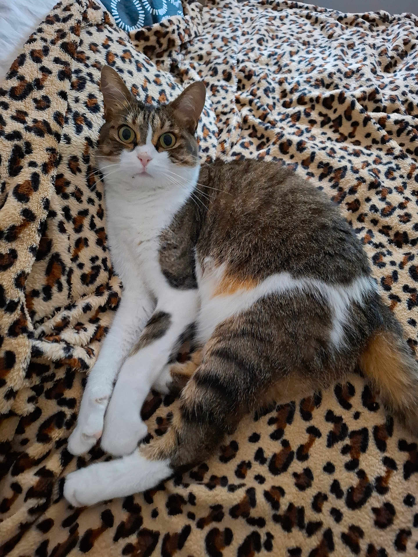 Praline