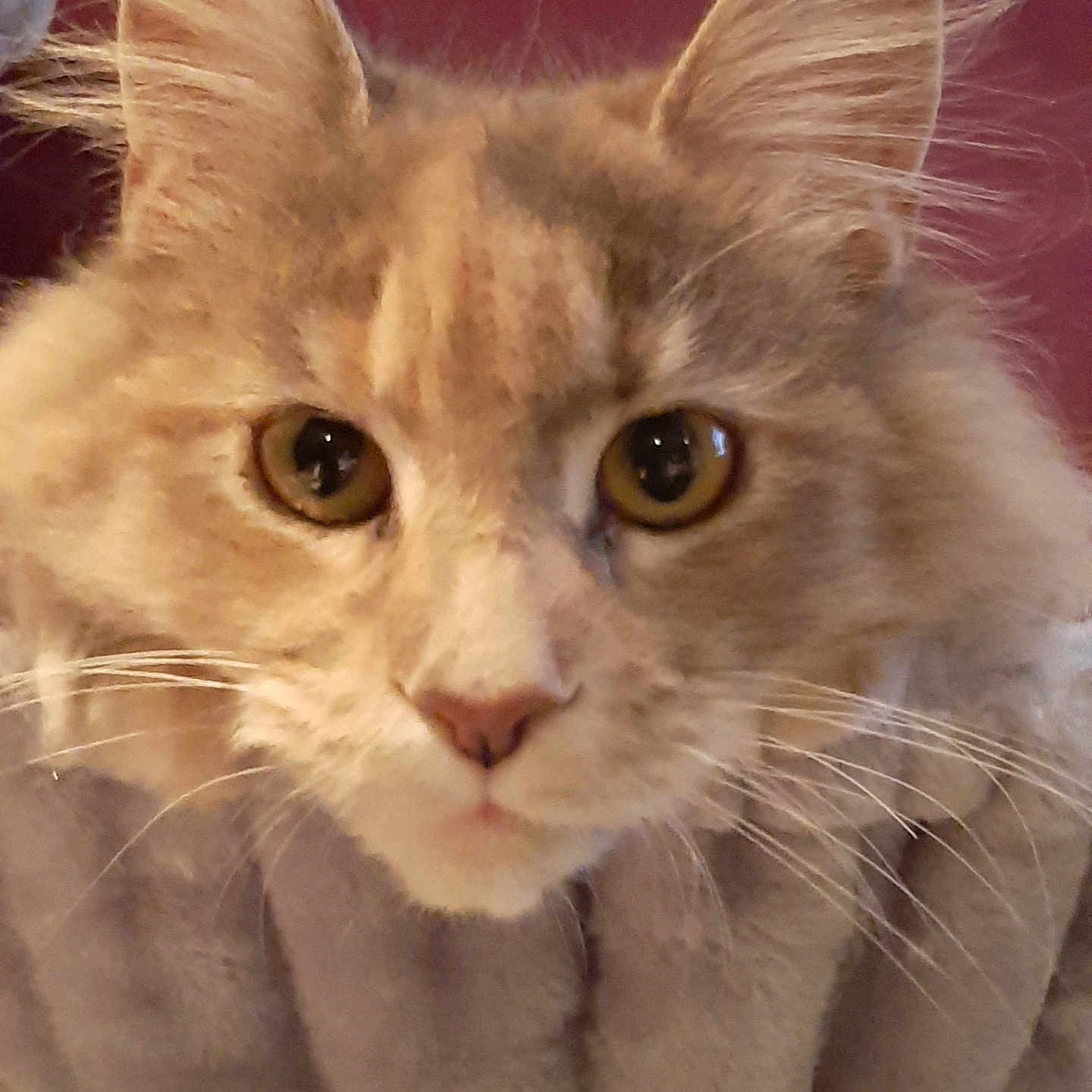 Plume participe au concours pour gagner de l'argent avec cette photo : blanket, cat, close_up, cozy, curious, domestic_animal, ears, eyes, face, feline, fluffy, fur, indoor, mammal, pet, portrait, snug, soft, warm_colors, whiskers