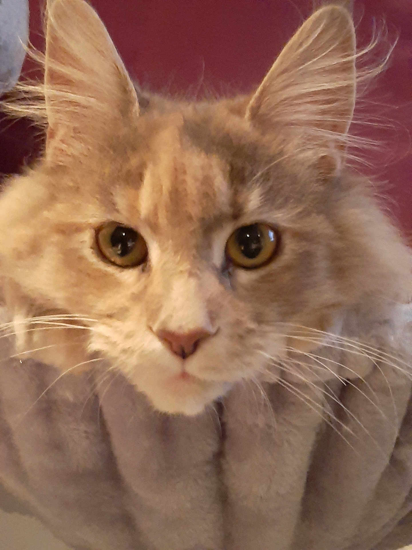 Plume participe au concours pour gagner de l'argent avec cette photo : cat, close_up, fluffy, whiskers, eyes, blanket, soft, feline, pet, indoor, curious, face, ears, fur, cozy, portrait, mammal, domestic_animal, warm_colors, snug