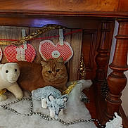 Corsica a rejoint le concours — aidez-le/la à gagner de superbes lots ! cat, plush_toy, decorations, heart_shape, wood, furniture, ornament, string, clip, ginger_cat, stuffed_animal, white_toy, gray_toy, beads, festive, indoor, cozy, pet, holiday, soft