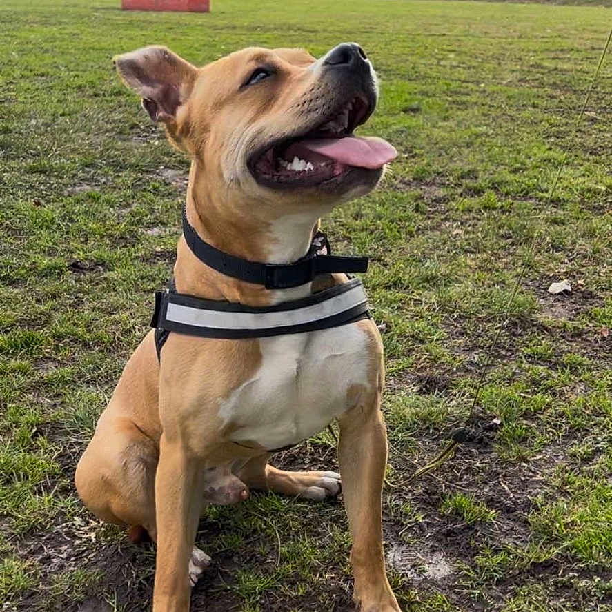 Saïko participe au concours pour gagner de l'argent avec cette photo : animal, architecture, backyard, boxer, building, canine, car, dog, grass, lawn, nature, outdoors, pet, plant, shelter, transportation, tree, vegetation, vehicle, yard