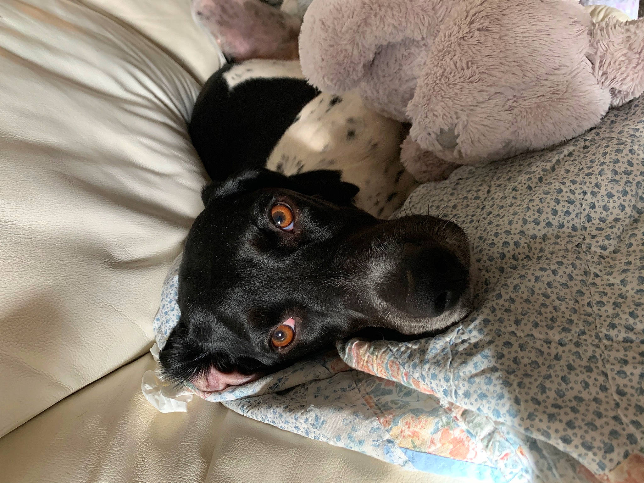 Gyn a rejoint le concours — aidez-le/la à gagner de superbes lots ! canidae, carnivore, dog, dog_breed, puppy, snout, sporting_group, whiskers