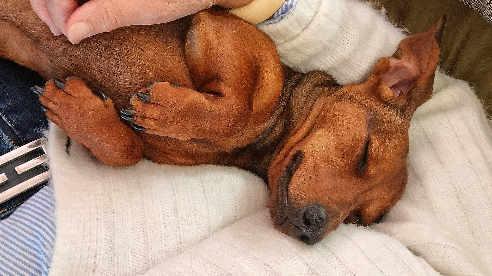 Texas participe au concours pour gagner de l'argent avec cette photo : canidae, carnivore, comfort, companion_dog, dog, dog_breed, ear, fawn, gesture, guard_dog, hound, human_leg, liver, nail, nap, sporting_group, thumb, whiskers, wrinkle, wrist