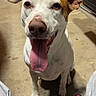 animal_face, brown_markings, car, close_up, concrete_floor, dog, garage, happy, human_legs, indoor, large_ears, open_mouth, pet, playful, portrait, sandal, sitting, tongue_out, vehicle, white_dog