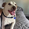 Rocky is registered to the contest to win money with this photo: blue_tag, brown_patches, canine, collar, couch, cozy, dog, floppy_ears, happy, home, indoor, open_mouth, pet, portrait, quilt, sitting, smiling, tag, tongue, white_fur
