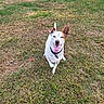 Rocky is registered to the contest to win money with this photo: animal, black_collar, brown_patches, canine, collar, daylight, dog, grass, happy, lawn, outdoor, park, pet, playful, portrait, road, sitting, standing_ears, tongue_out, white_fur