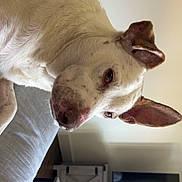 Rocky joined the competition — help win amazing prizes! dog, pet, close_up, white_fur, brown_spots, ear, nose, eye, sofa, couch, indoor, living_room, television, furniture, relaxing, portrait, curious, table, blanket, wood_floor