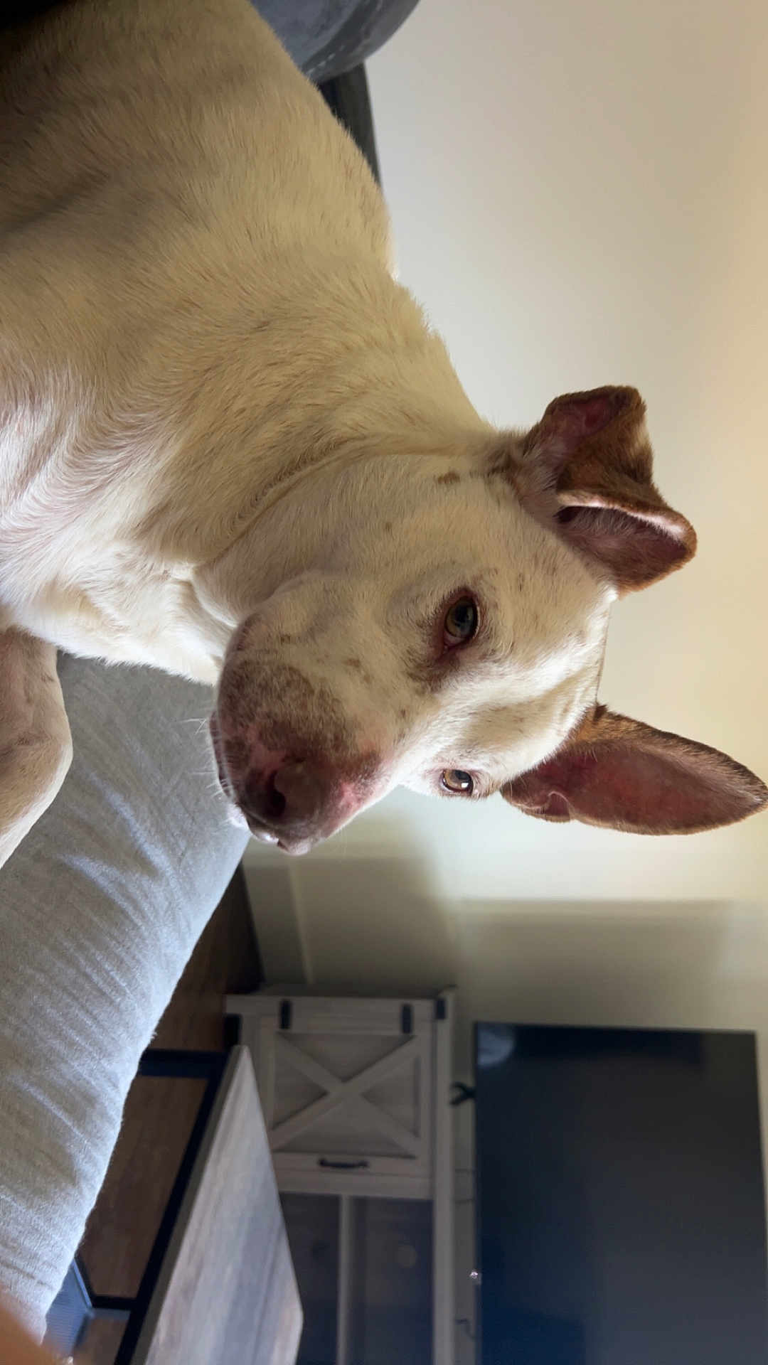 Rocky joined the competition — help win amazing prizes! dog, pet, close_up, white_fur, brown_spots, ear, nose, eye, sofa, couch, indoor, living_room, television, furniture, relaxing, portrait, curious, table, blanket, wood_floor