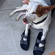 Rocky is registered to the contest to win money with this photo: animal_portrait, brown_patches, close_up, collar, concrete, dog, funny, humorous, large_ears, leash, lying_down, outdoor, patio, paws, pet, playful, sandals, shoes, sitting, white_dog